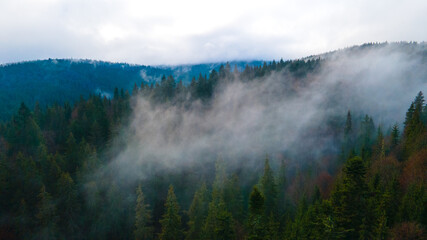 forest mountains pine needles beautiful landscape