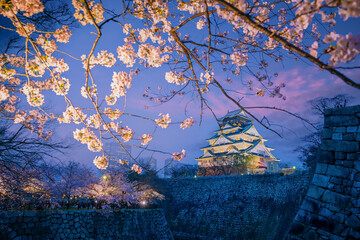 Fototapeta premium Twilight at Osaka castle during Cherry blossoms season