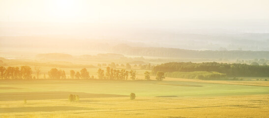 Obraz premium Landscape of yellow fields and green trees among covered with fog