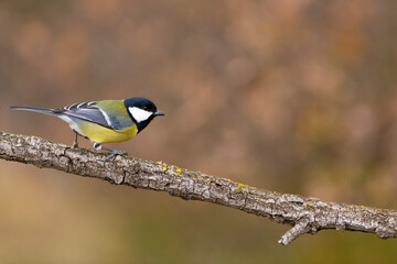 Obraz premium Carbonero (Parus major) comiendo en una rama entre hojas otoñales