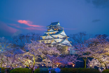 Naklejka premium Twilight at Osaka castle during Cherry blossoms season