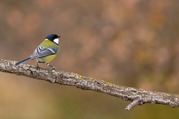 Carbonero (Parus major) comiendo en una rama entre hojas otoñales