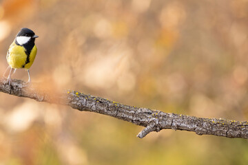 Carbonero (Parus major) comiendo en una rama entre hojas otoñales