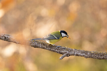Carbonero (Parus major) comiendo en una rama entre hojas otoñales