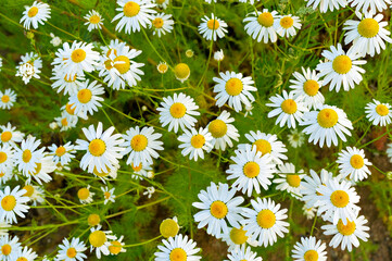 Floral background with chamomile flowers among green grass top view. Spring concept, plant flowering, copy space