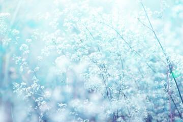 Light airy spring summer natural background in blue tones with blurred focus. Wild grass sways in wind in nature outdoors close-up.