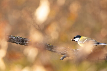 Carbonero (Parus major) comiendo en una rama entre hojas otoñales