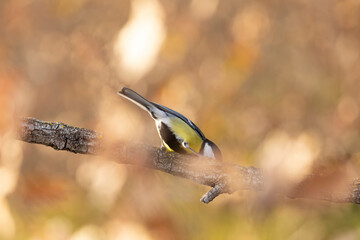 Fototapeta premium Carbonero (Parus major) comiendo en una rama entre hojas otoñales