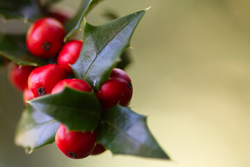 red fruit on the tree