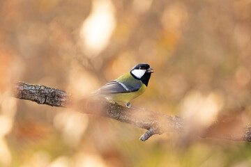 Carbonero (Parus major) comiendo en una rama entre hojas otoñales