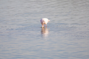 Flamenco común (Phoenicopterus roseus) alimentándose en un lago