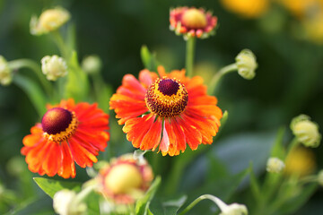 red and yellow flowers