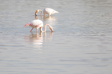 Flamenco común (Phoenicopterus roseus) alimentándose en un lago