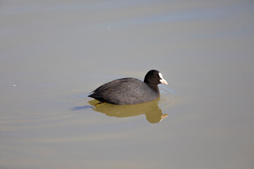 focha común (fulica atra) nadando en un lago