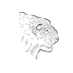 Sketch. Head of old bison.