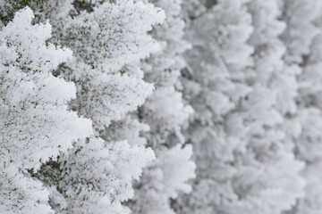 Thuja frozen and snow covered branches in hedge, rime, hoarfrosted green leaves for background with copy space, winter background