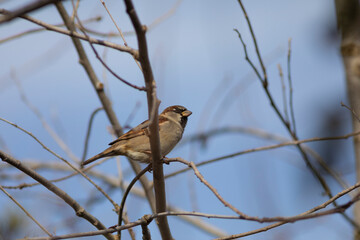 Gorrión (Passer domesticus) macho