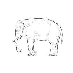 Sketch of walking elephant.Hand made.