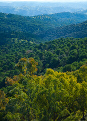Fototapeta na wymiar Parque Natural Sierra de Cardeña y Montoro,Cordoba, Andalucía, España