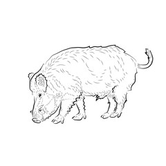 Obraz na płótnie Canvas Sketch of eating boar.