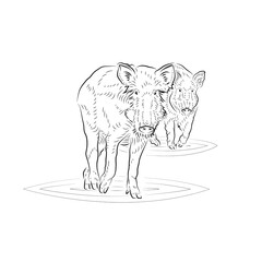 Sketch. Two running small pigs.