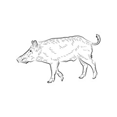 Sketch. Small pig. Handmade.