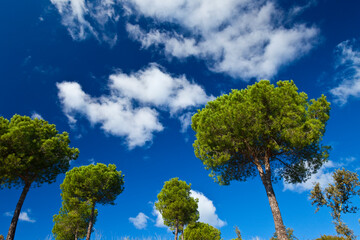 Obraz premium Pino piñonero, Parque Natural Sierra de Cardeña y Montoro,Cordoba, Andalucía, España