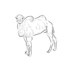 Sketch of camel. Handmade.