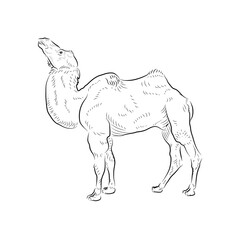 Sketch. Camel looking up. Handmade.