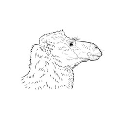 Sketch. Head of camel. Handmade.