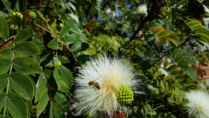 Biene auf Flaschenputzerblüte