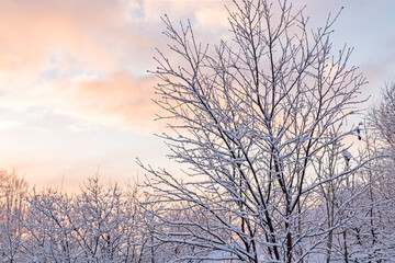 winter park, snow on tree branches, winter snowy nature background, frosty morning in the north