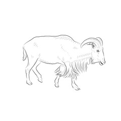 Sketch of running goat. Handmade.
