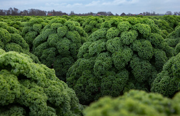 Kale. Field of kale. Vegetables. Noord Holland Netherlands. Agriculture. Open ground vegetables. 