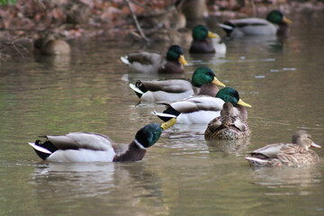 ducks in the lake