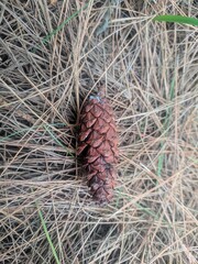 pine cones in ground