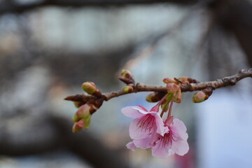 春一番の河津桜の開花