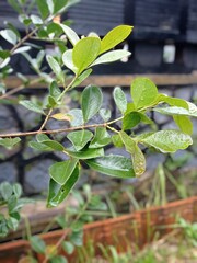 green leaves on a tree