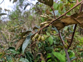 fruit on the tree