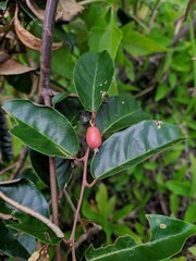red cherries on a tree