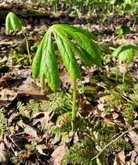 May Apple plant in the wild