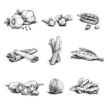 Spices, herbs and condiments set. Garlic, cloves, coriander, cinnamon sticks, liquorice root, bay leaves, chili peppers, nutmegs and ginger root.  Sketch hand drawn style. Vector illustrations.