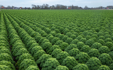 Kale. Field of kale. Vegetables. Noord Holland Netherlands. Agriculture. Open ground vegetables. 