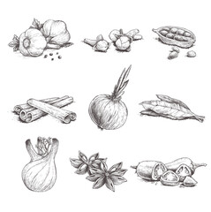 Spices, herbs and condiments set. Garlic, cloves, coriander, cinnamon sticks, onion, bay leaves, fennel, star anise and chili pepper.  Sketch hand drawn style. Vector illustrations.