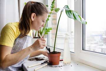 woman gardener caring of indoor plants. female planting monstera leaf with roots with gardening tools in flower pot on the windowsill. Home gardening. Greenery at cozy house. © Елена Якимова