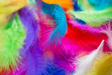background of bright multicolored painted feathers