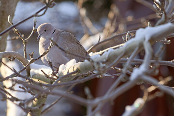 Gray Eurasian collared dove on branch in the garden