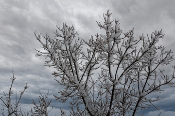 Fototapeta na wymiar trees in the snow.Snowy branches and cloudy sky on the background