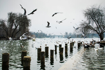Beautiful winter day in the park , Parcul Tineretului in Bucharest
