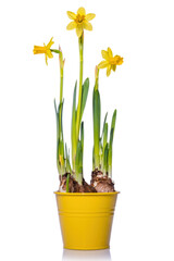 Blooming yellow daffodil isolated on white background.